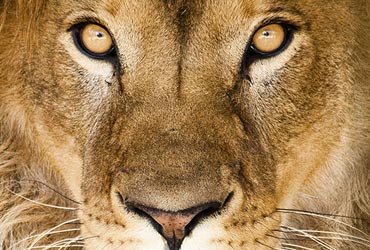 safari-leeuw-portret-fotolia_13984428_l