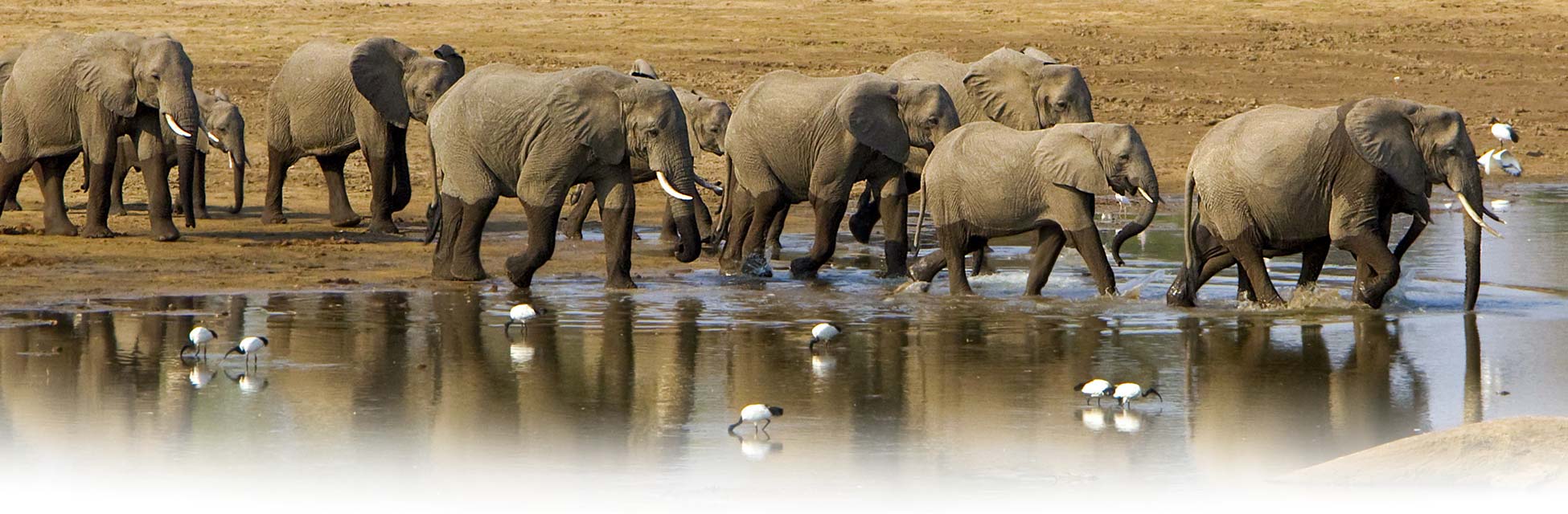 afrika-olifant-3.jpg