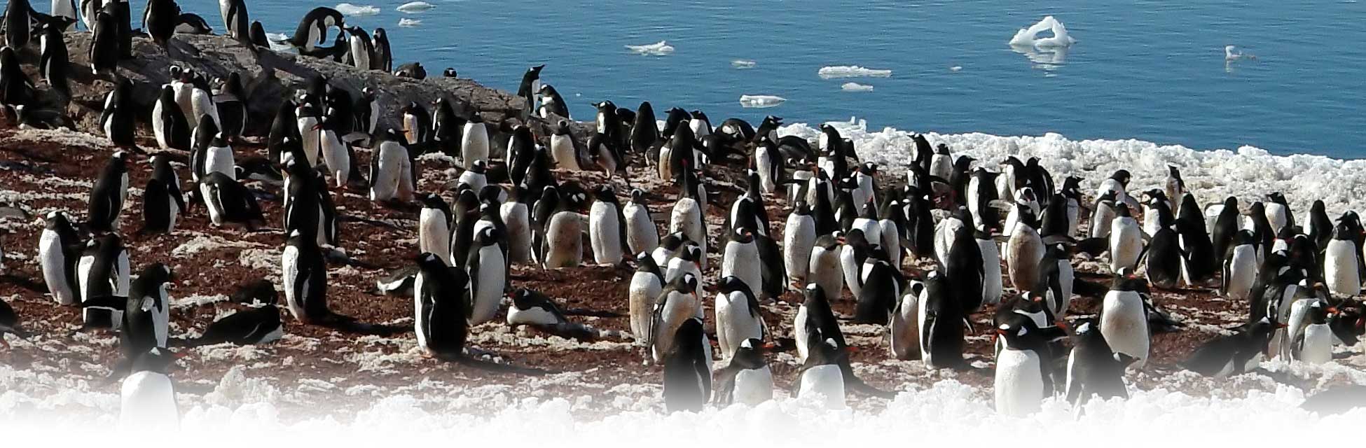 antarctica_pinguins3.jpg