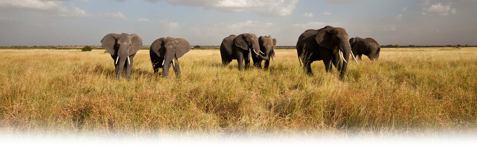 zuid-afrika-olifanten-port-elizabeth.jpg