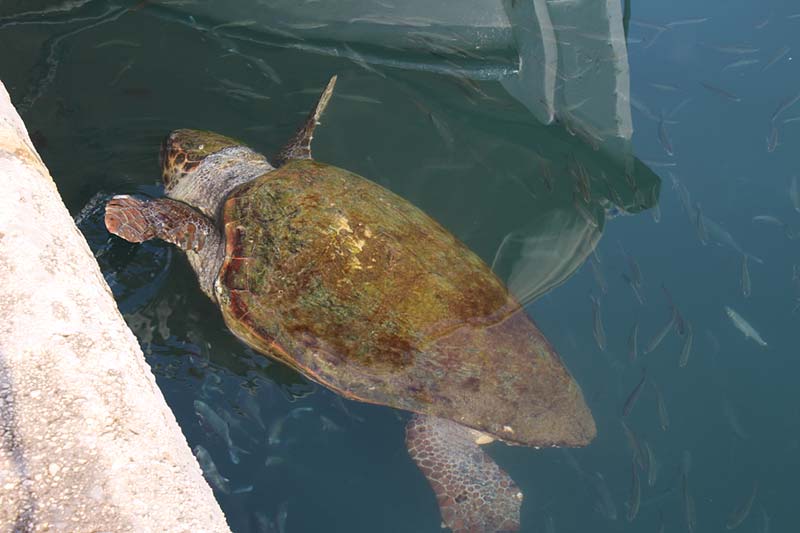 Schildpadden in Argostoli, Kefalonia