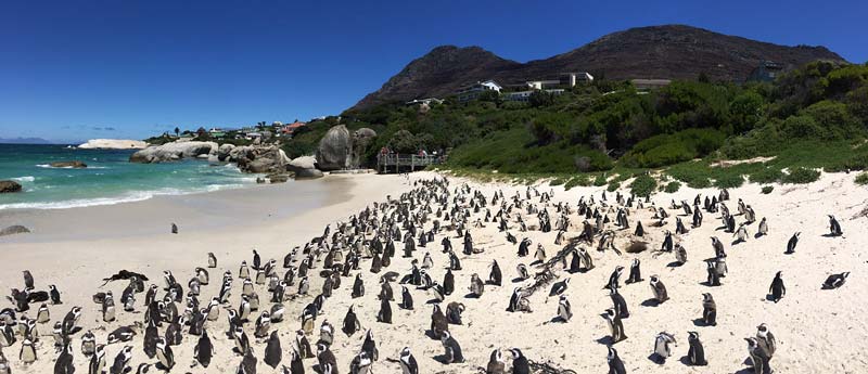 Pinguins bij Boulders Beach Kaapstad Zuid Afrika