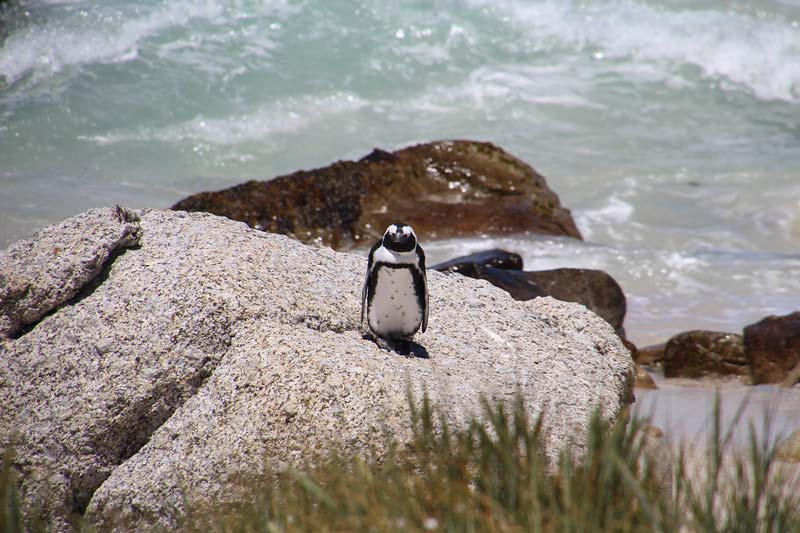 Pinguins bij Boulders Beach Kaapstad Zuid Afrika