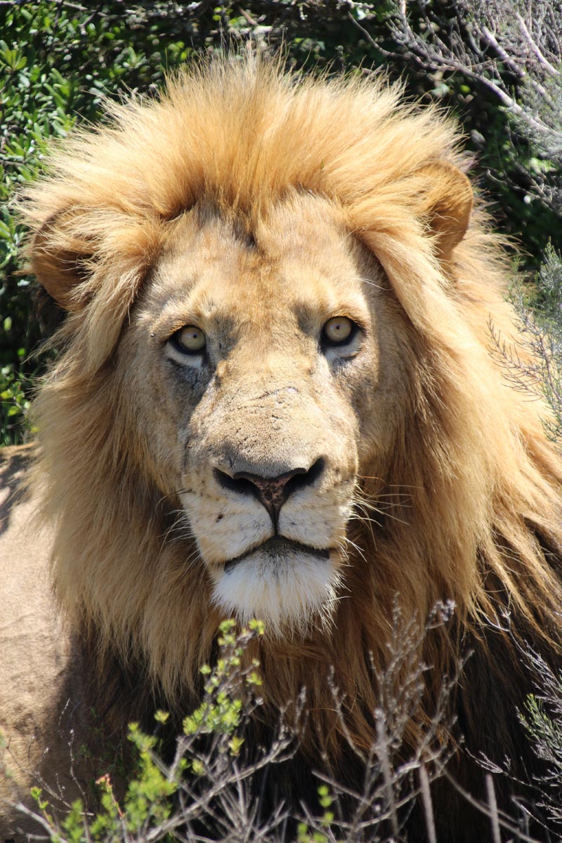 Leeuw in Pumba Private Game Reserve, Zuid--Afrika vanuit Port Elizabeth