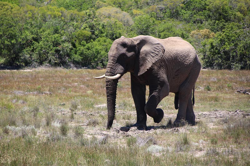 Olifant in Pumba Private Game Reserve, Zuid--Afrika vanuit Port Elizabeth