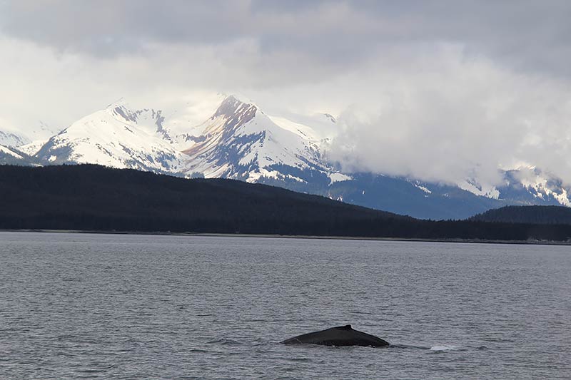 Excursie walvissen spotten in Juneau Alaska