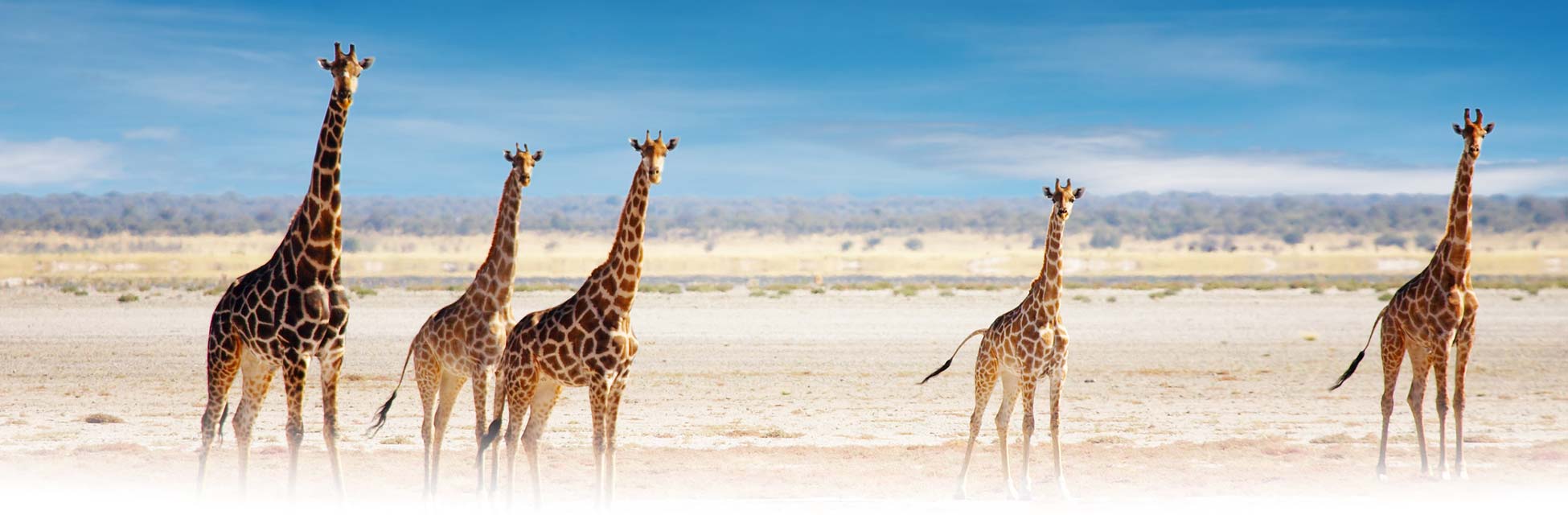 afrika-giraffe-kaapstad.jpg