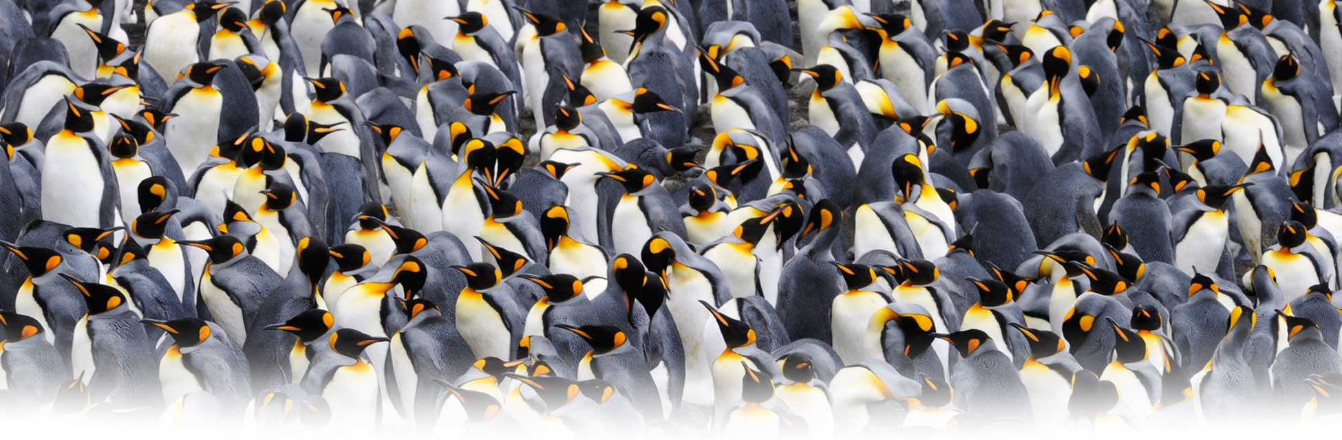 antarctica_pinguins2.jpg