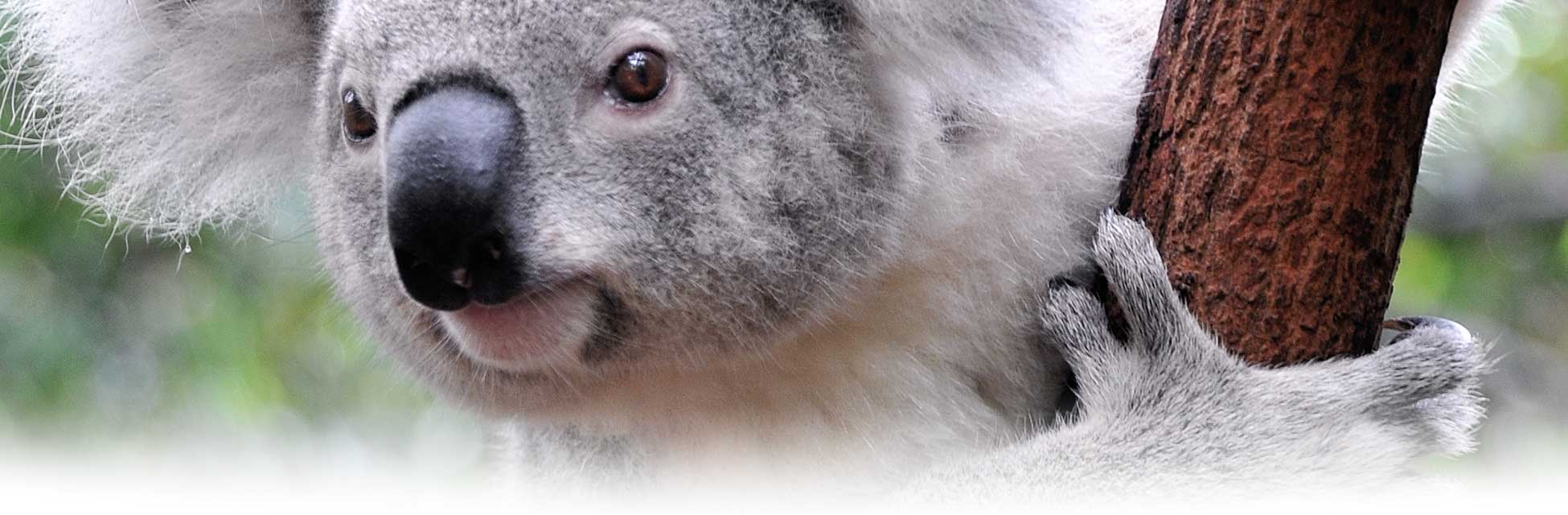 australie_koala.jpg