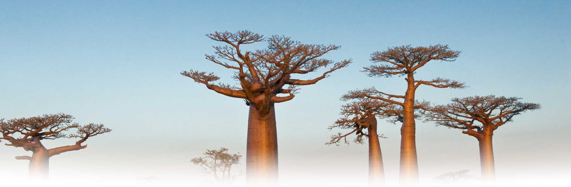 madagascar-afrika-baobab.jpg