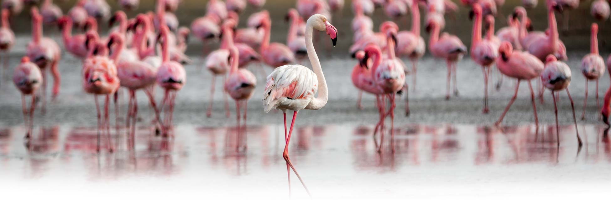 namibie-walvisbaai-flamingos.jpg