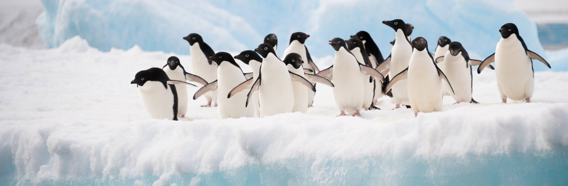pinguins-Fotolia_46557859_XL.jpg
