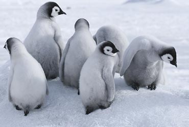 resized/antarctica-6