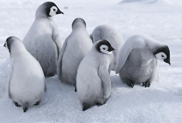 antarctica_pinguins3