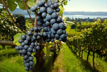 bordeaux-wijngaard