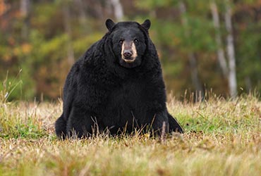 Rondreis Canada en cruise naar Alaska met Holland America Line 10117