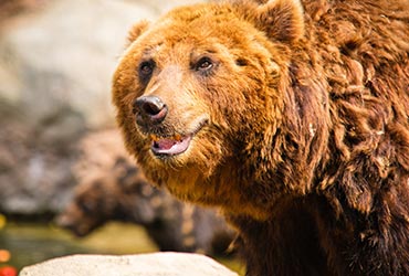 Rondreis Canada en cruise naar Alaska met Holland America Line 10117