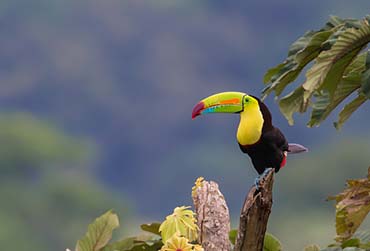 costa-rica-adobestock_311936008