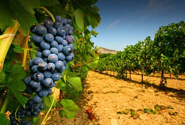 Cruise vanuit Southampton langs de Atlantische kust met Oceania Cruises bordeaux-wijngaard