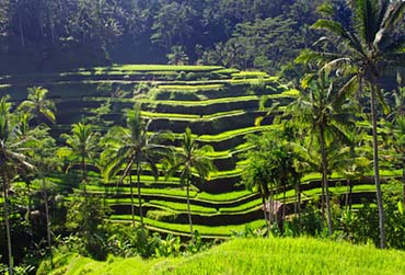 indonesie-bali-java-rijstveld-zon