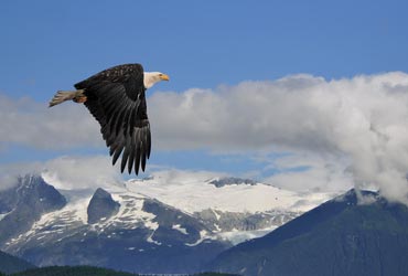 Cruise van Vancouver naar Seward met Oceania Cruises alaska_orca2