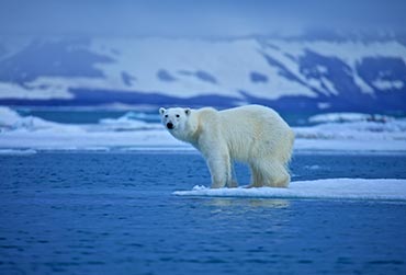 spitsbergen_ijsberen