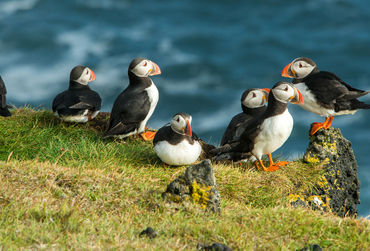 Expeditiecruise van Londen naar Edinburgh met Seabourn papegaaiduikers-puffins-fotolia_120508486_xxl