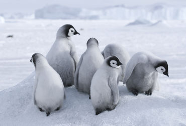 Expeditiecruise naar Antarctica met Silversea Cruises pinguins-fotolia_13288070_xl