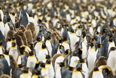 pinguins-fotolia_17293047_xl