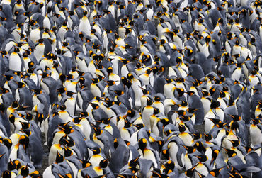 pinguins-fotolia_41911818_m