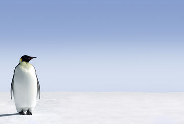 pinguins-fotolia_7371150_xxl