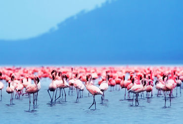 safari-flamingos-fotolia_35699980_l