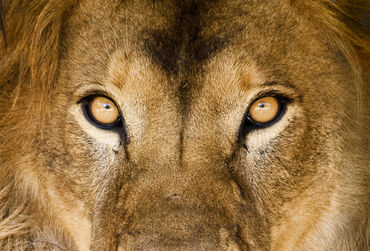 safari-leeuw-portret-fotolia_13984428_l