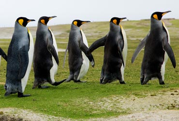 antarctica_pinguins2