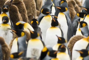 Expeditie cruise naar Antarctica en South Georgia met Seabourn antarctica_pinguins2