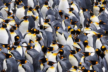 Expeditie cruise naar Antarctica en South Georgia met Silversea Cruises antarctica_pinguins2