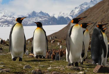 antarctica_pinguins2