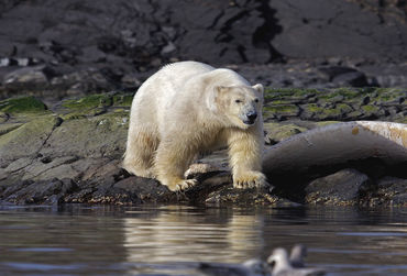 spitsbergen-ijsbeer-fotolia_2933425_xl