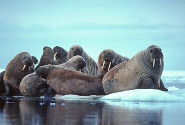 spitsbergen-walrus-fotolia_11757390_xl