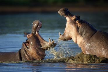 Cruise naar Zuid-Afrika met Azamara afrika-kaapstad-overzicht