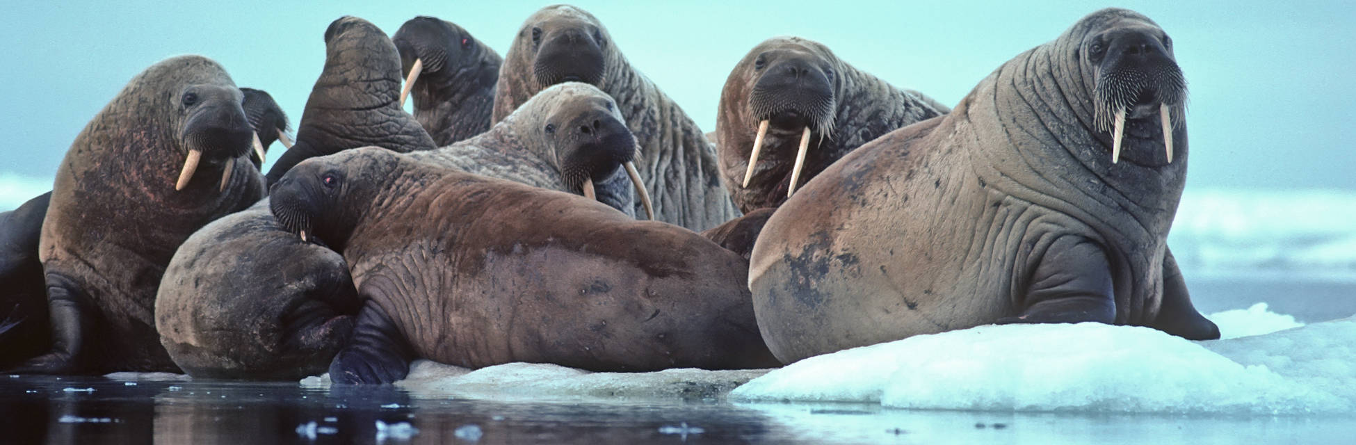 spitsbergen-walrus-fotolia_11757390_xl.jpg_2