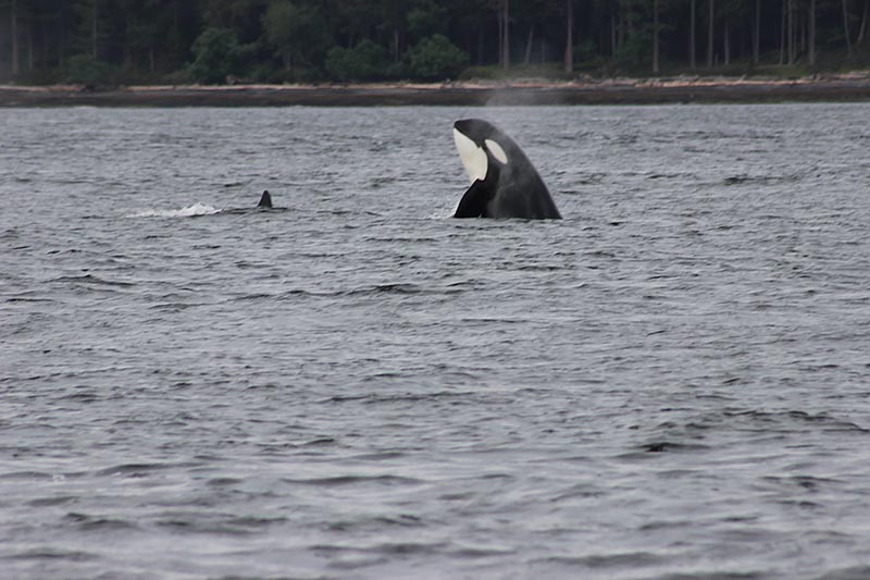 walvissen spotten in vancouver canada