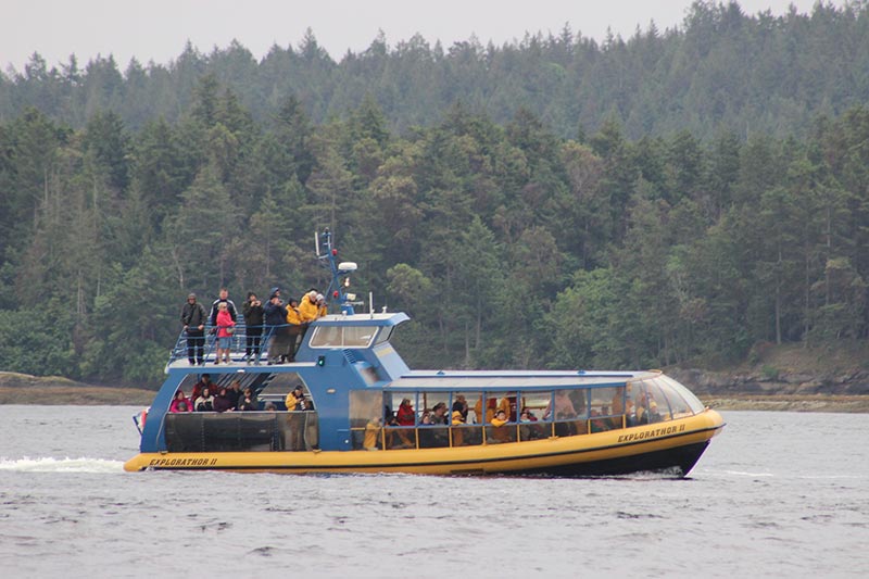 walvissen spotten in vancouver canada