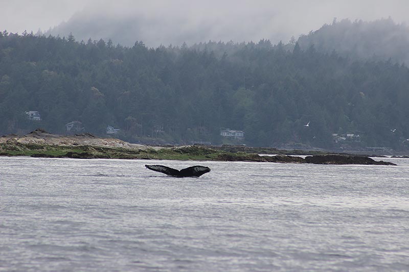 Walvissen spotten in Vancouver, Canada