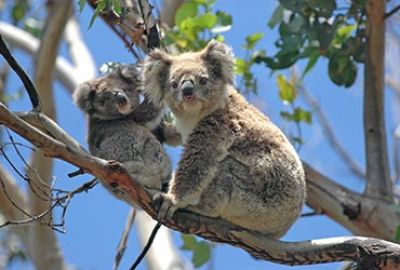 Cruise Perth naar Broome met Scenic